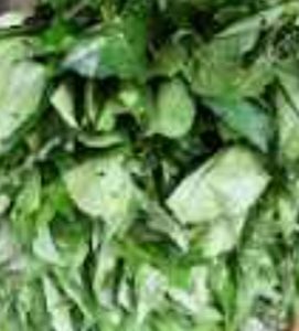 Pumpkin- Ugwu Leaves / Vegetables in Bundles