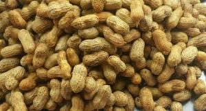 Freshly, Boiled Groundnut