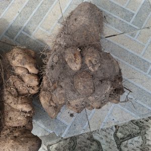 HA'RUACH🛐 HA'ELOAH🛐 Extra-Extra Big Yams.